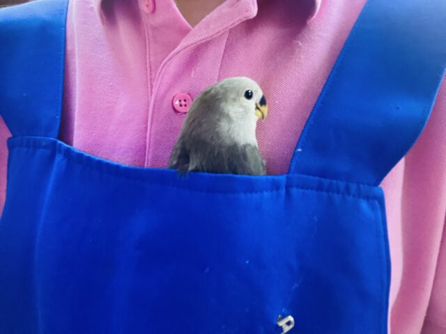 コザクラインコ（小桜インコ）