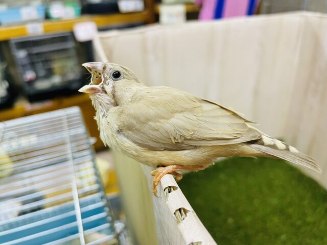 最新画像になりますよ‼️おちび!シナモンちゃんです! キンカ鳥 シナモン 錦花鳥(キンカチョウ)
