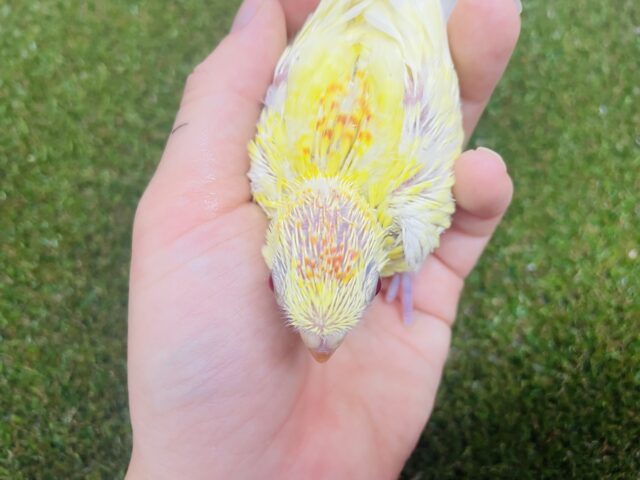 ビセイインコ（美声インコ）