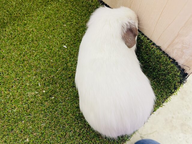 ロシアンモルモット