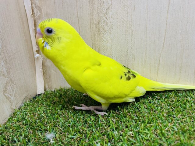 セキセイインコ