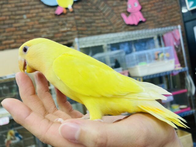 最新画像🌟激推し❤︎元気いっぱいアピールするよ🌞✨手乗りコザクラインコ(ルチノー)🪶✨ コザクラインコ(小桜インコ)