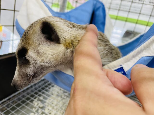 ミーアキャット