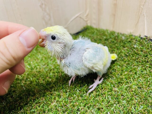 セキセイインコ