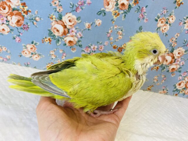 オキナインコ