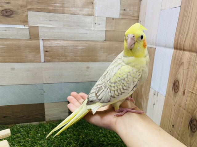 オカメインコ