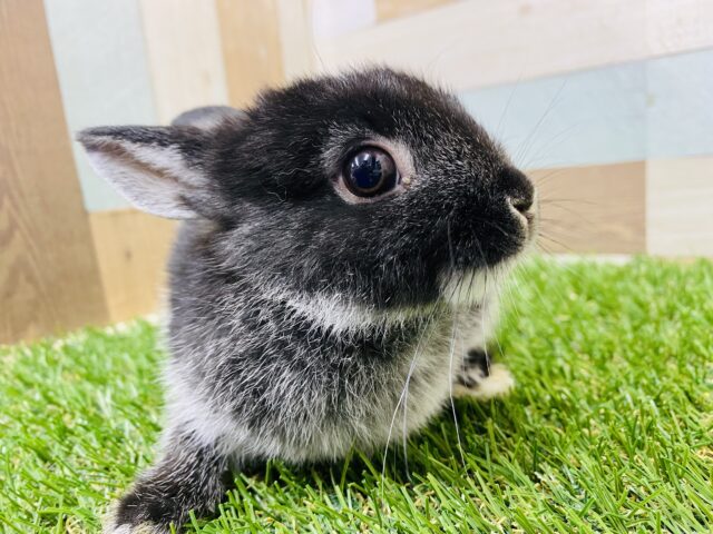 ネザーランドドワーフ