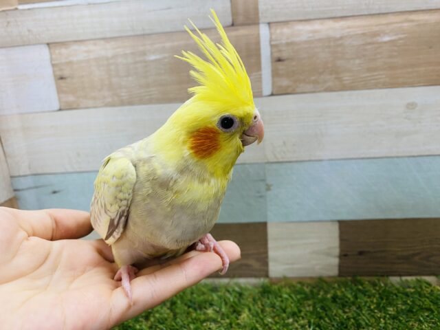 オカメインコ