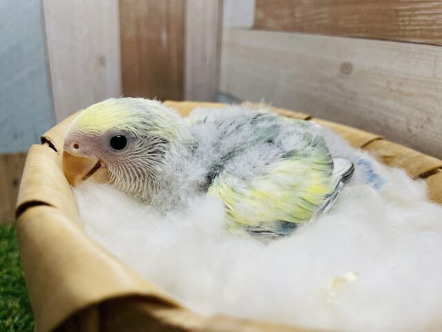 コザクラインコ（小桜インコ）