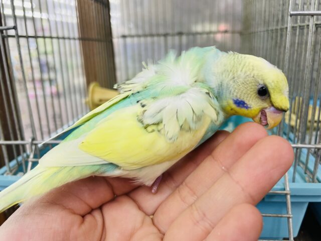 羽衣セキセイインコ