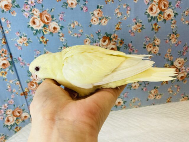 サザナミインコ