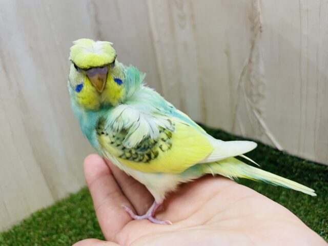 羽衣セキセイインコ