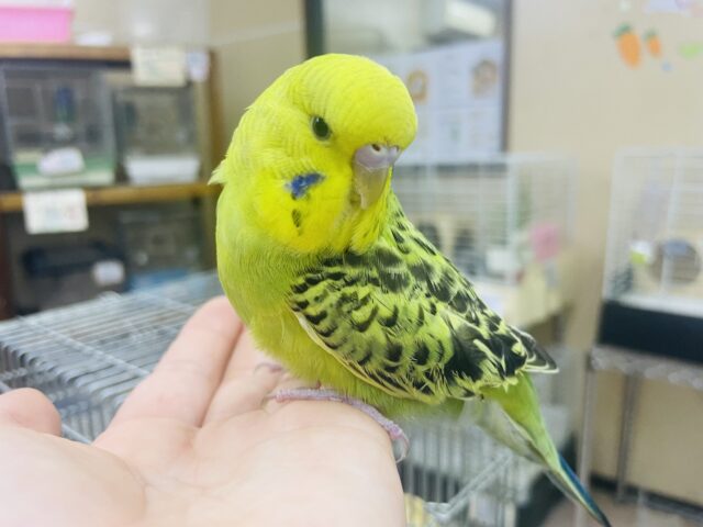 ジャンボセキセイインコ