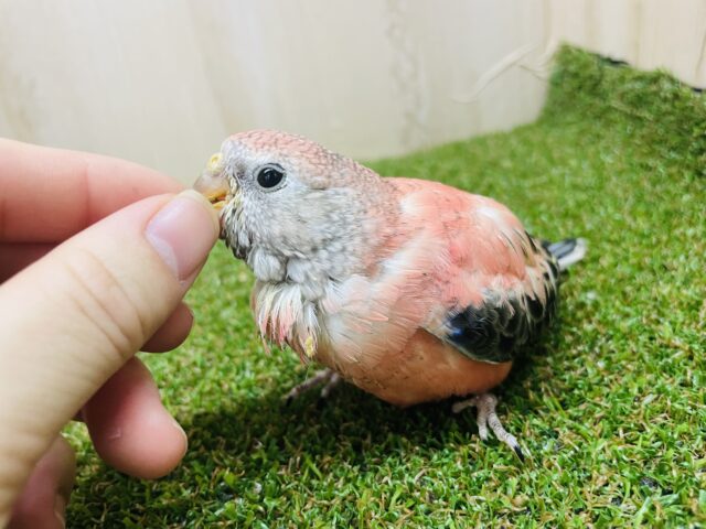 アキクサインコ（秋草インコ）