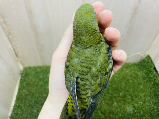 サザナミインコ