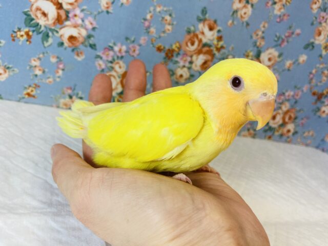 最新画像🌟激推し❤︎元気いっぱいアピールするよ🌞✨手乗りコザクラインコ(ルチノー)🪶✨ コザクラインコ(小桜インコ)