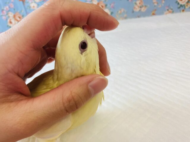 サザナミインコ
