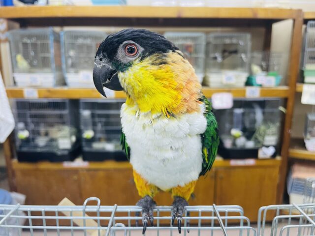 ズグロシロハラインコ