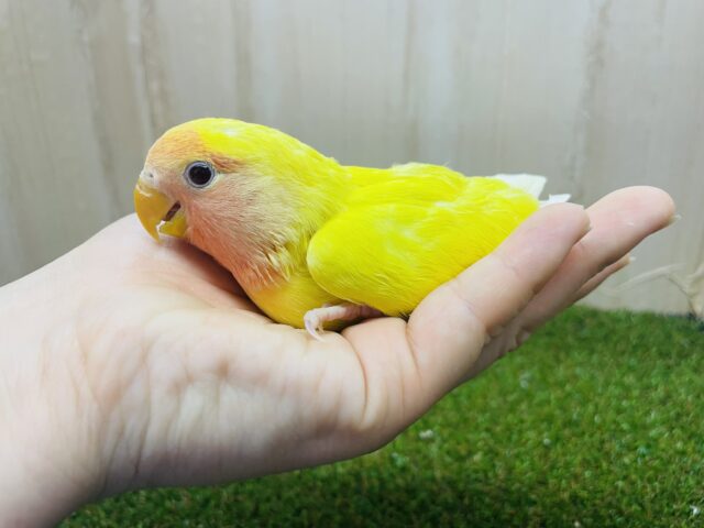 コザクラインコ（小桜インコ）