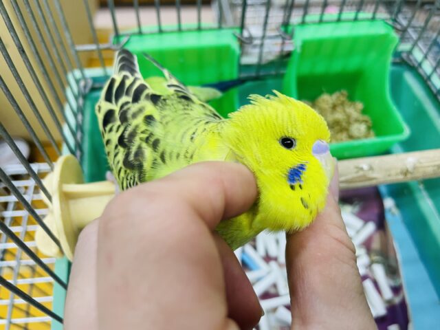 ジャンボセキセイインコ