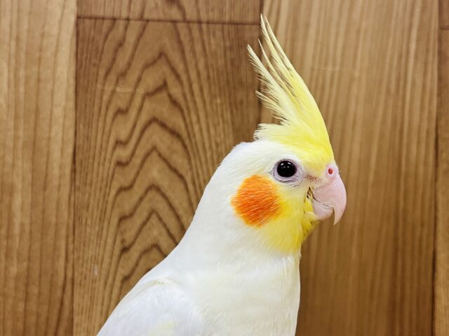 オカメインコ