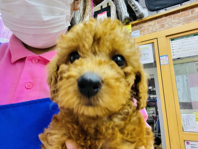 甘えん坊さんなプードルいますよ! トイプードル