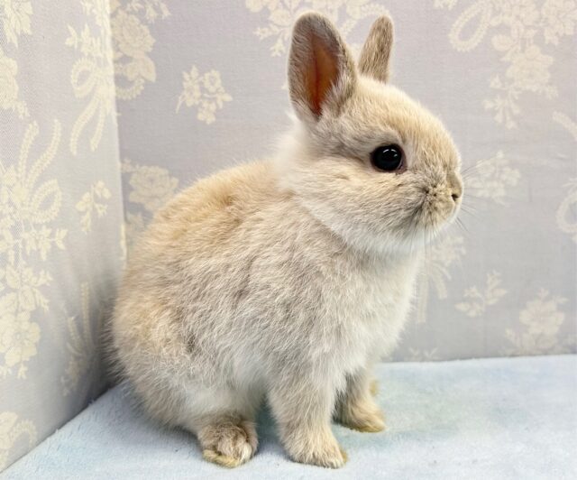 ネザーランドドワーフ