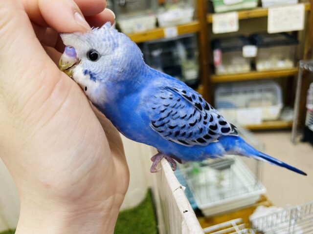 セキセイインコ