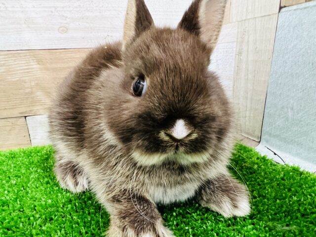 ネザーランドドワーフ