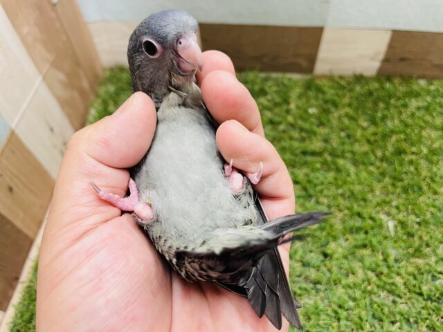 サザナミインコ
