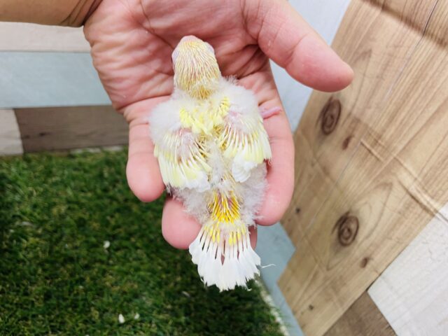 ビセイインコ（美声インコ）