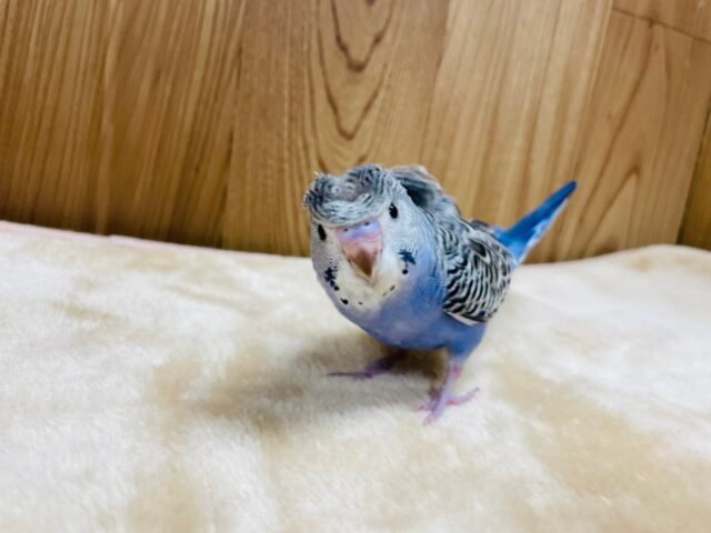 羽衣セキセイインコ