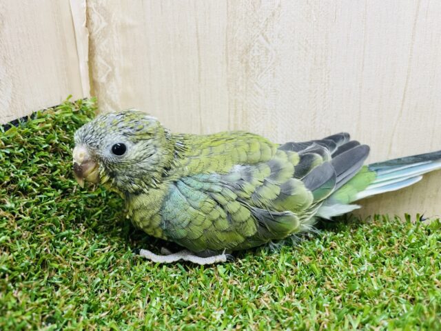 ビセイインコ（美声インコ）