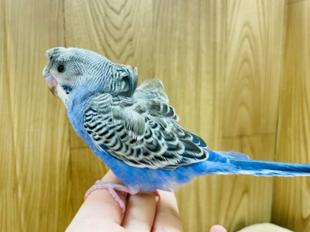 羽衣セキセイインコ