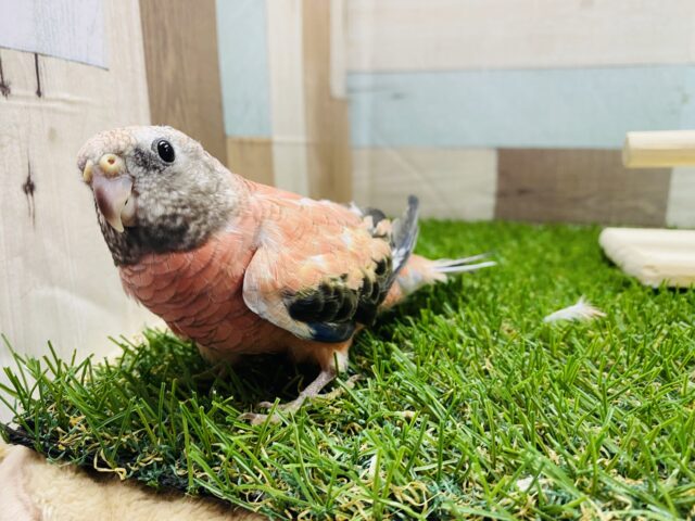 最新画像あります☆ヒナ餌卒業のロゼちゃんです♪アキクサインコのローズ! アキクサインコ(秋草インコ)