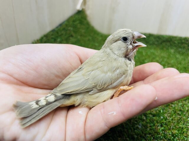 錦花鳥（キンカチョウ）