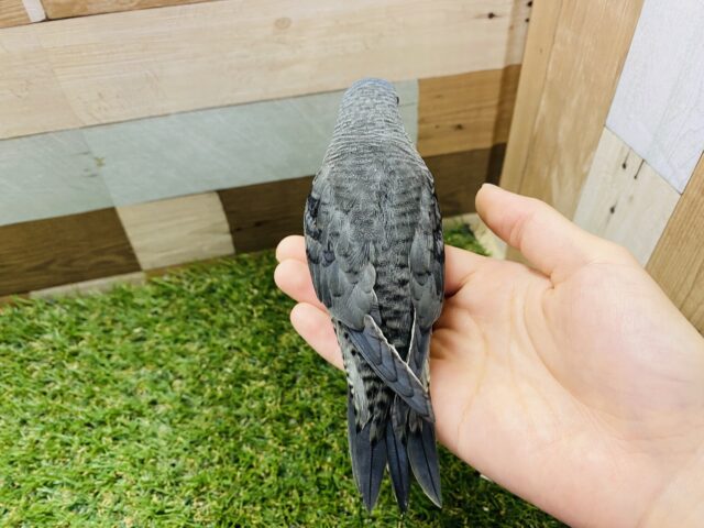 サザナミインコ