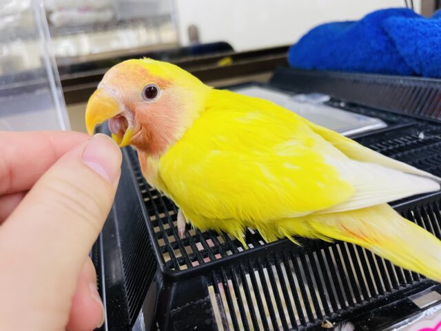 コザクラインコ（小桜インコ）