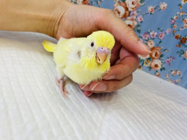 かわいいレモン色のセキセイさんはいかが?🍋手乗りセキセイインコ(ルチノー)🪶✨ セキセイインコ