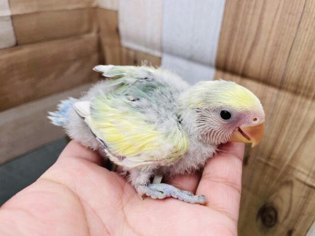 コザクラインコ（小桜インコ）
