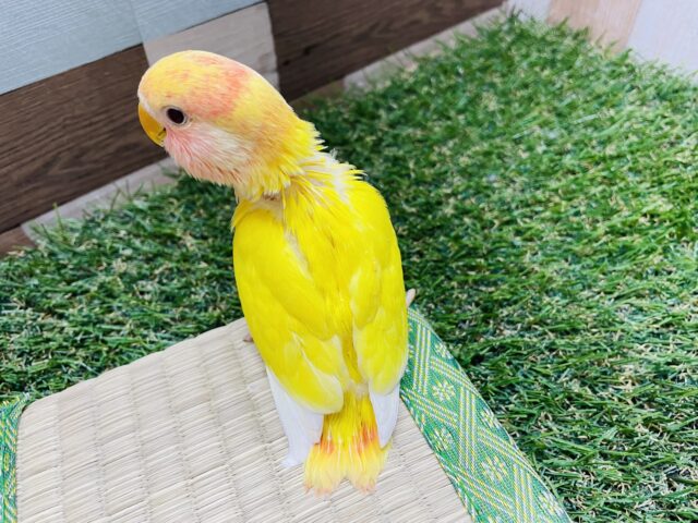 コザクラインコ（小桜インコ）