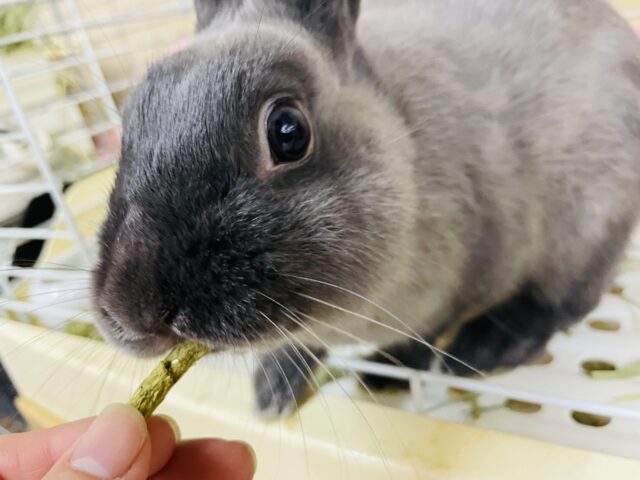 ネザーランドドワーフ