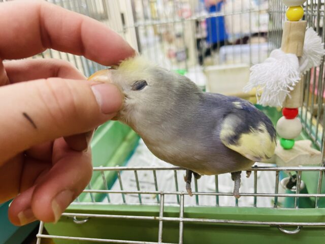 コザクラインコ（小桜インコ）