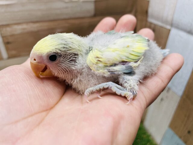 コザクラインコ（小桜インコ）