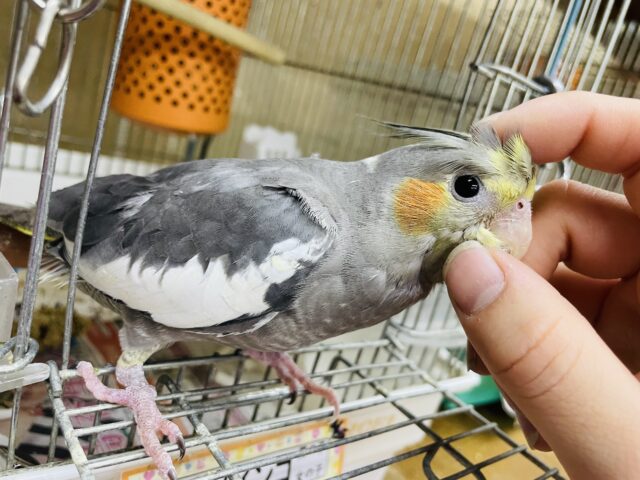 オカメインコ