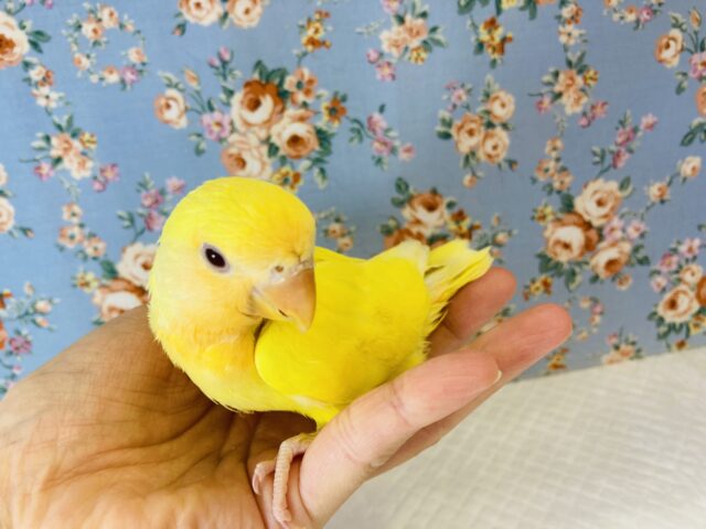 最新画像🌟激推し❤︎元気いっぱいアピールするよ🌞✨手乗りコザクラインコ(ルチノー)🪶✨ コザクラインコ(小桜インコ)