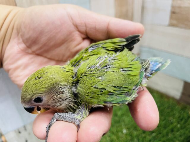 コザクラインコ（小桜インコ）