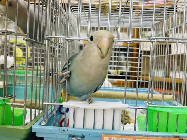 コザクラインコ（小桜インコ）