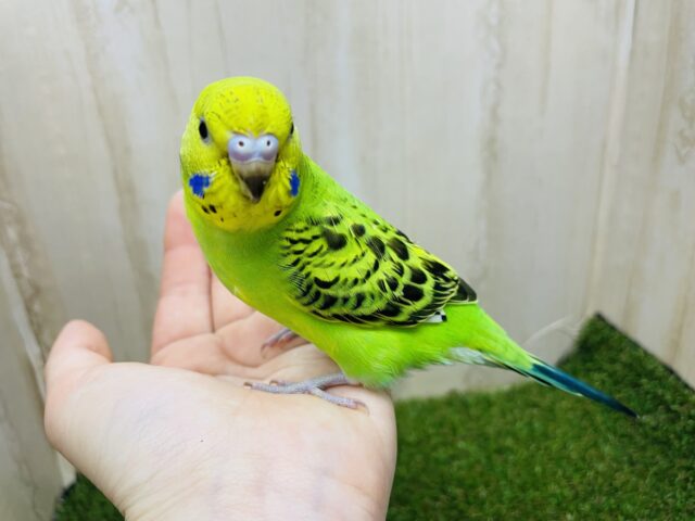 セキセイインコ