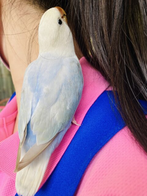 コザクラインコ（小桜インコ）